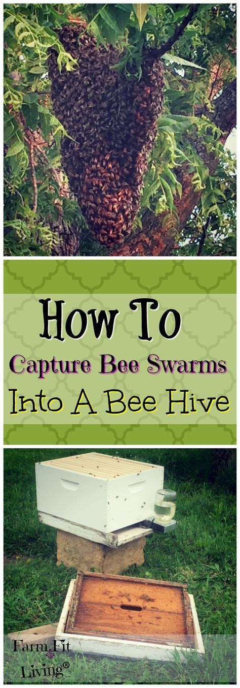 How To Capture Bee Swarms Into A Bee Hive With Images Backyard Bee
