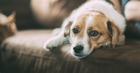 Quais São As Raças Mais Comuns De Cachorros No Brasil Mais Pet Care