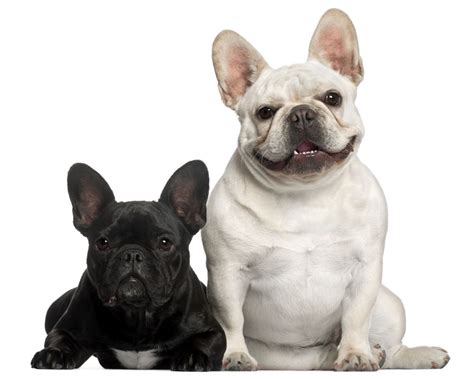 The french bulldog originated in 19th century nottingham, england, where lace makers decided to make a smaller, miniature, lap version of the she chases capone around all day nipping at his heals. cybele venus boji the black and white french bulldog. 15 French Bulldog Facts That You May Find Fascinating