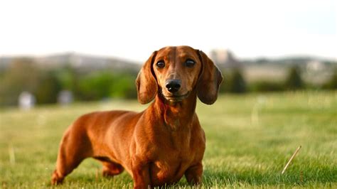 Dachshund Dog Breed Information Pictures And Characteristics