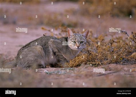 African Wildcat Felis Lybica In The Kgalagadi Transfrontier Park