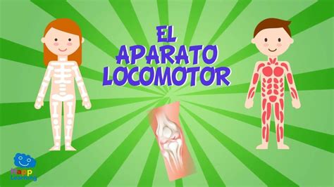 Aparato Locomotor Mi Profesor De Fisiclick