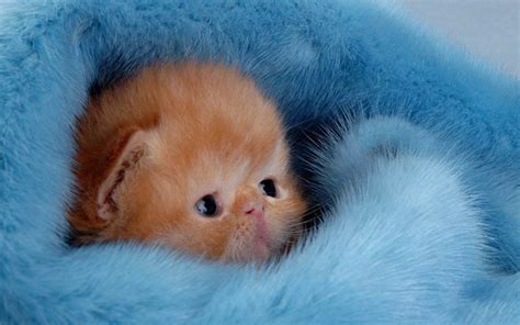 33 Cute Kitten Pics