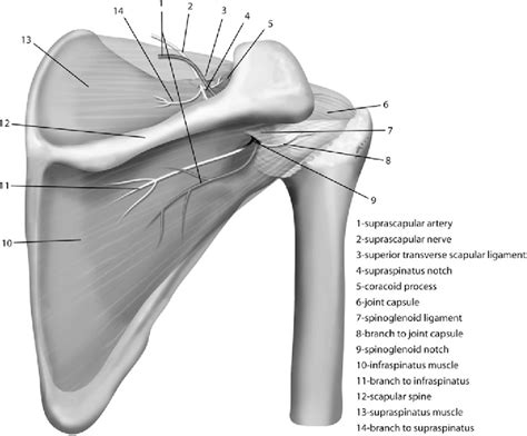 Figure 1 From Management And Outcomes Of 42 Surgical Suprascapular