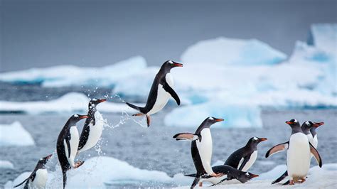 430153 Birds Animals Ice Nature Linux Penguins Antarctic Rare