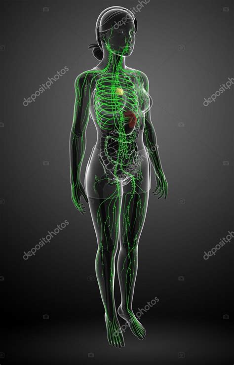 Lymphatic System Of Female Body Stock Photo By ©pixdesign123 81652948
