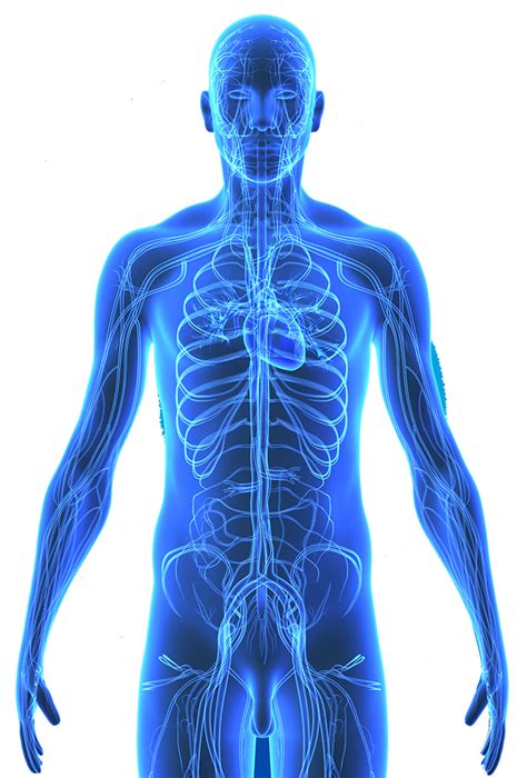 Human Body Anatomy PNG Transparent Image PNG Arts