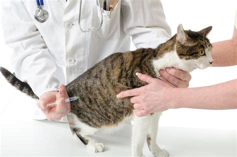 Veterinarian Giving Injection To Cat Stock Photo Image Of Vaccine