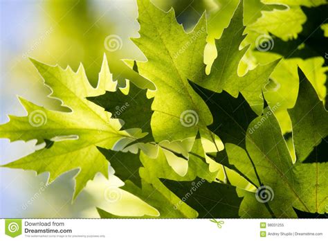 Green Maple Leaves On A Tree In The Nature Stock Image Image Of Leaf