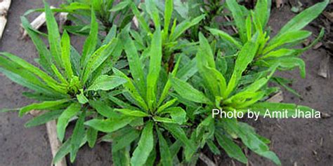 Ohio Weed Science Field Day South Charleston July 6 Agfax