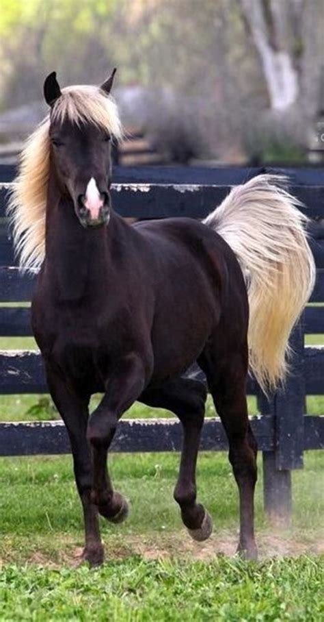 21 Majestic Horses With Most Unique And Splendid Colors