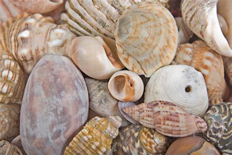 3rd Of The Seashells Background Texture Photos