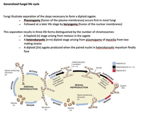 Solved Generalized Fungal Life Cycle Fungi Illustrate