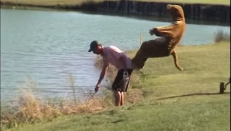 Video Watch A Kangaroo Kick A Golfer Into A Water Hazard