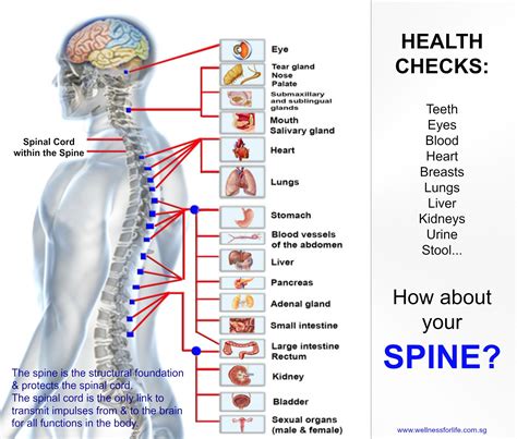 wellness for life chiropractic spinal checkup spine health pinterest spine health and