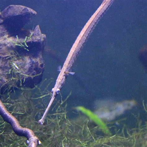 Long Snouted Pipefish