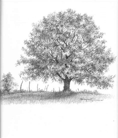 Realistic Oak Tree Drawings Drawing Nature Joshua Nava Arts Tree
