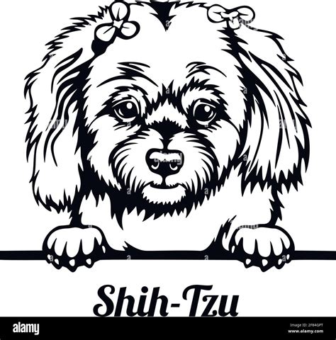 Shih Tzu On Lap Stock Vector Images Alamy