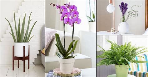We did not find results for: 10 of the Best Indoor Plants for Bedroom in India • India ...