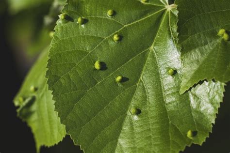 These small ¼ inch long insects have wings that resemble lace and feed on the fluids from the plants' photosynthetic tissues. What Do Pet Ladybugs Eat? | Animals - mom.me