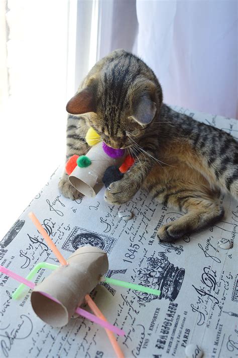 15 Easy Diy Cat Toys You Can Make For Your Kitty Today