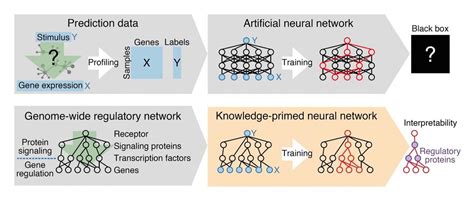 Deep Learning On Cell Signaling Networks Establishes Ai For Single Cell