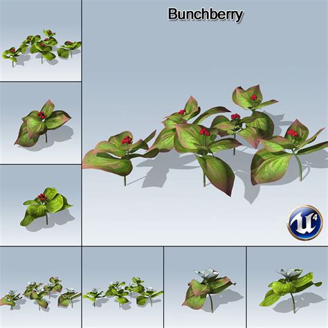 Bunchberry (UE4) - SpeedTree