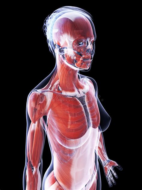 Female Muscle Model Stock Illustration Illustration Of Biological