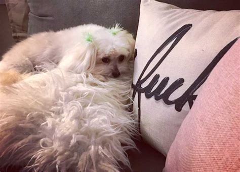 Ollie is a solid choice for fresh dog food delivery. How Ollie Dog Food Helped This Rescue Maltese Get Her ...