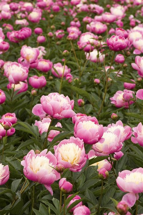 Bowl Of Beauty Herbaceous Peony Paeonia Hybrid Bowl Of Beauty