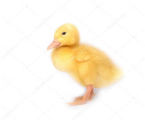 Duckling Young Baby Duck — Stock Photo © Weblogiq 81680826