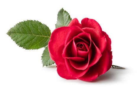 11300 Single Rose Flower Stock Photos Pictures And Royalty Free Images