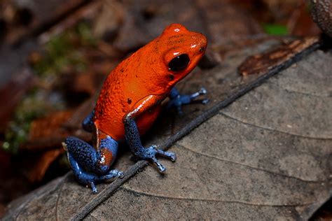 19 Colorful Pictures Of Poison Dart Frogs