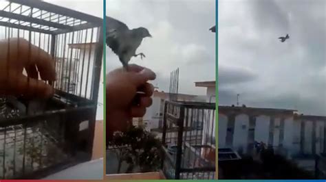 Video Hombre Libera A Sus Pájaros Al Darse Cuenta Lo Que Es Estar