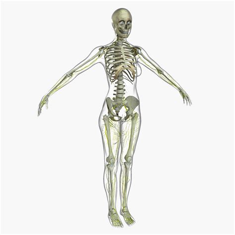 Ontdek de perfecte stockfoto's over human body women en redactionele nieuwsbeelden van getty images kies uit premium human body women van de hoogste kwaliteit. Female Full Body Anatomy Combo 3D Model