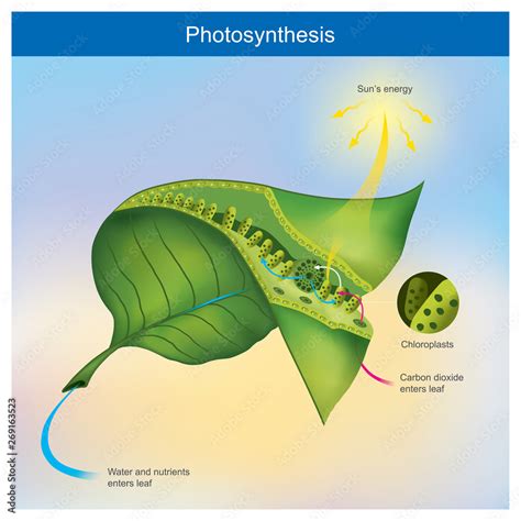Photosynthesis Is A Process By Plants And Other Organisms Use To