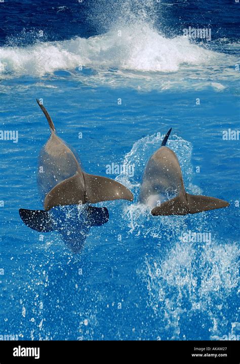 Two Bottle Nosed Dolphins Jumping Tursiops Truncatus Stock Photo