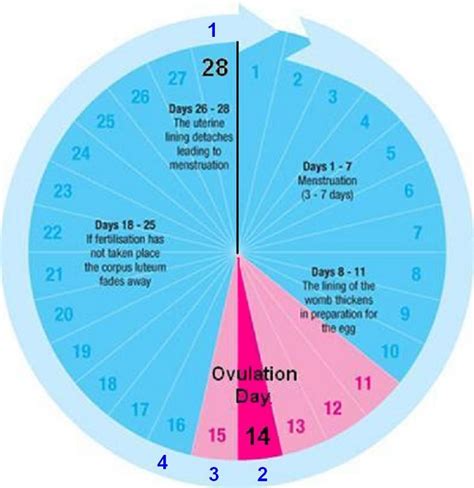 Menstrual Cycle Phases Calendar