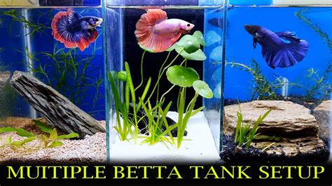 Multiple Betta Tank Setup How To Keep Multiple Betta In A Tank Youtube
