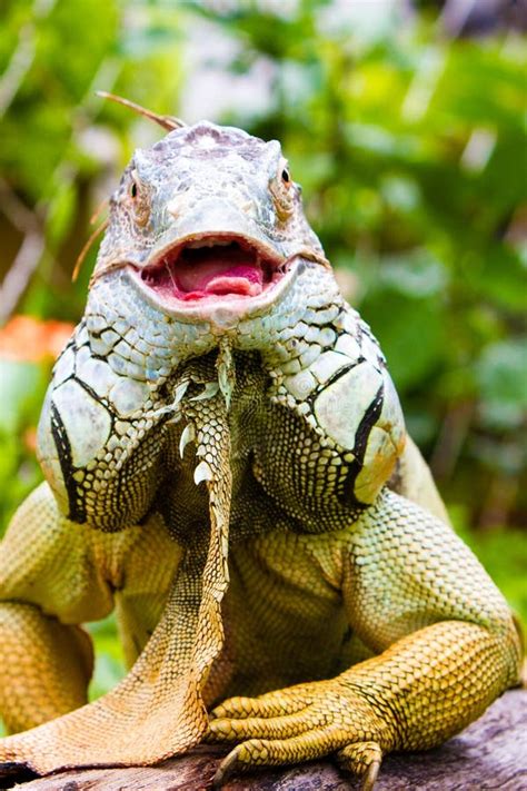 Smiling Green Iguana Stock Image Image Of Colorful Wildlife 41742549