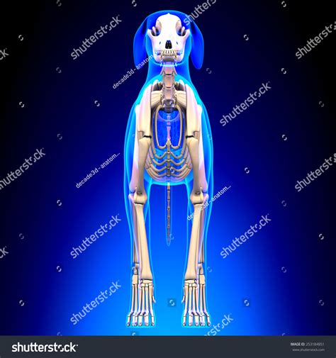 Dog Skeleton Canis Lupus Familiaris Anatomy Stock Illustration