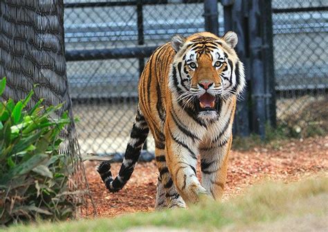 Mike The Tiger Tiger Lsu Tigers Football Lsu Mascot