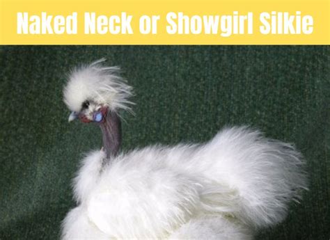 Naked Neck Or Showgirl Silkie Vets Opinion Zpoultry