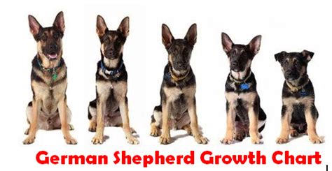 German Shepherd Growth Chart 10petfood Top Pet Nutrition Reviews