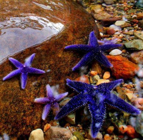 Bright And Purple Starfish Stars Pinterest