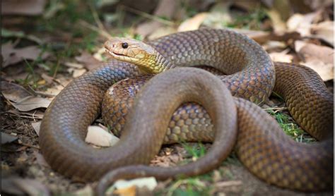 Mulga Snake Also Known As King Brown Snake Found Throughout Australia