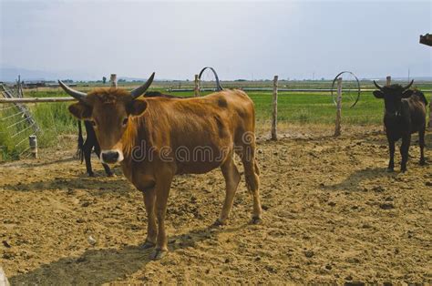 A Pin Of Young Bulls On The Dusty Farm Stock Photo Image Of Cattle