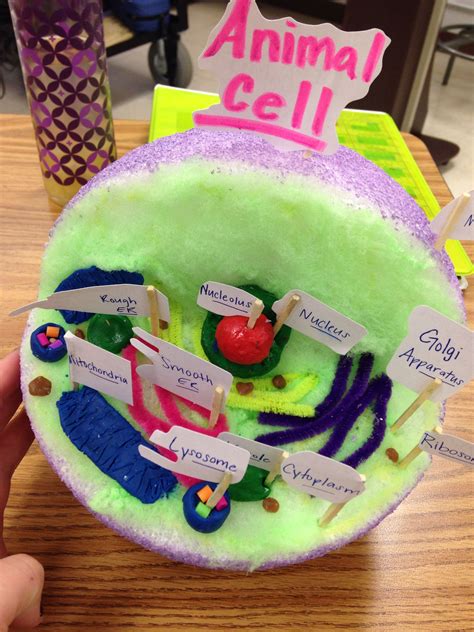 Biology Project To Make An Animal Cell Diy Science Projects Biology