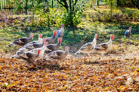 Herd Of Turkeys In The Garden Stock Photo Image Of Food Flock 83824508