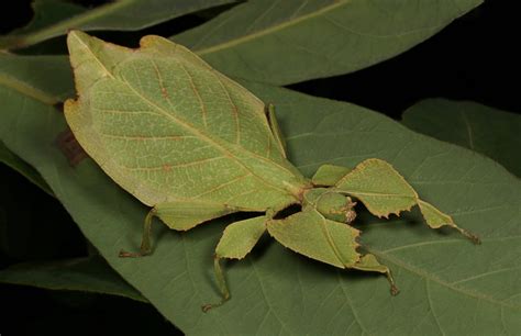 Leaf Insect Female Phyllium Sp Celebicum Group Phyll Flickr